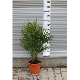 TÖRPE LÓSZŐRPÁLMA 80-100 CM- CHAMAEROPS HUMILIS