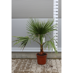 MEXIKÓI WASHINGTON PÁLMA 120-140 CM- WASHINGTONIA ROBUSTA