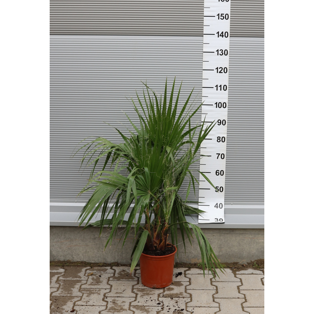 TÖBBTÖRZSES MEXIKÓI WASHINGTON PÁLMA 80-100 CM- WASHINGTONIA ROBUSTA