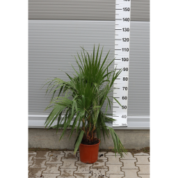 TÖBBTÖRZSES MEXIKÓI WASHINGTON PÁLMA 80-100 CM- WASHINGTONIA ROBUSTA