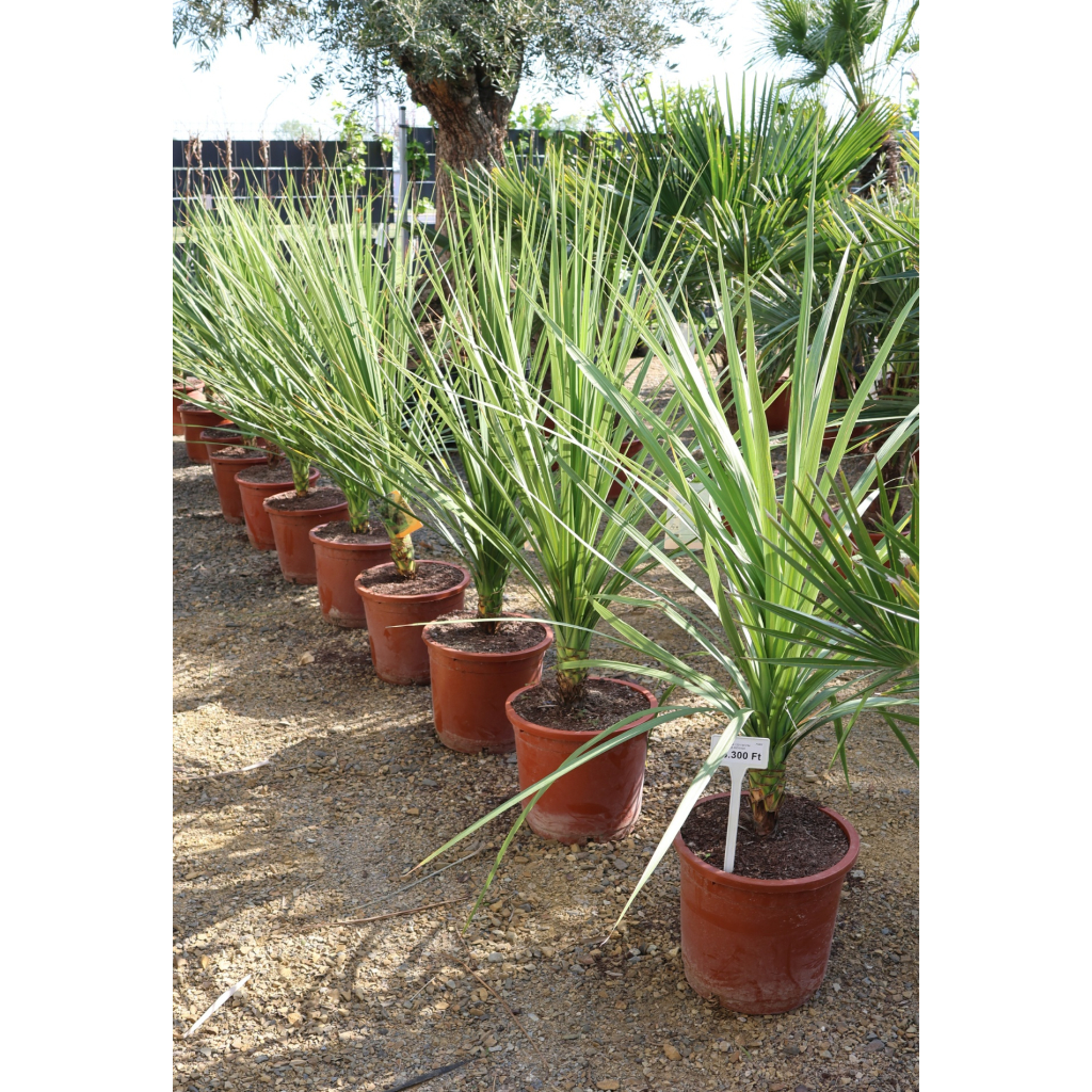 SÁRKÁNYFA 120-140 CM- DRACANEA INDIVISA