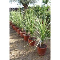 SÁRKÁNYFA 120-140 CM- DRACANEA INDIVISA