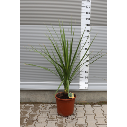 SÁRKÁNYFA 120-140 CM- DRACANEA INDIVISA