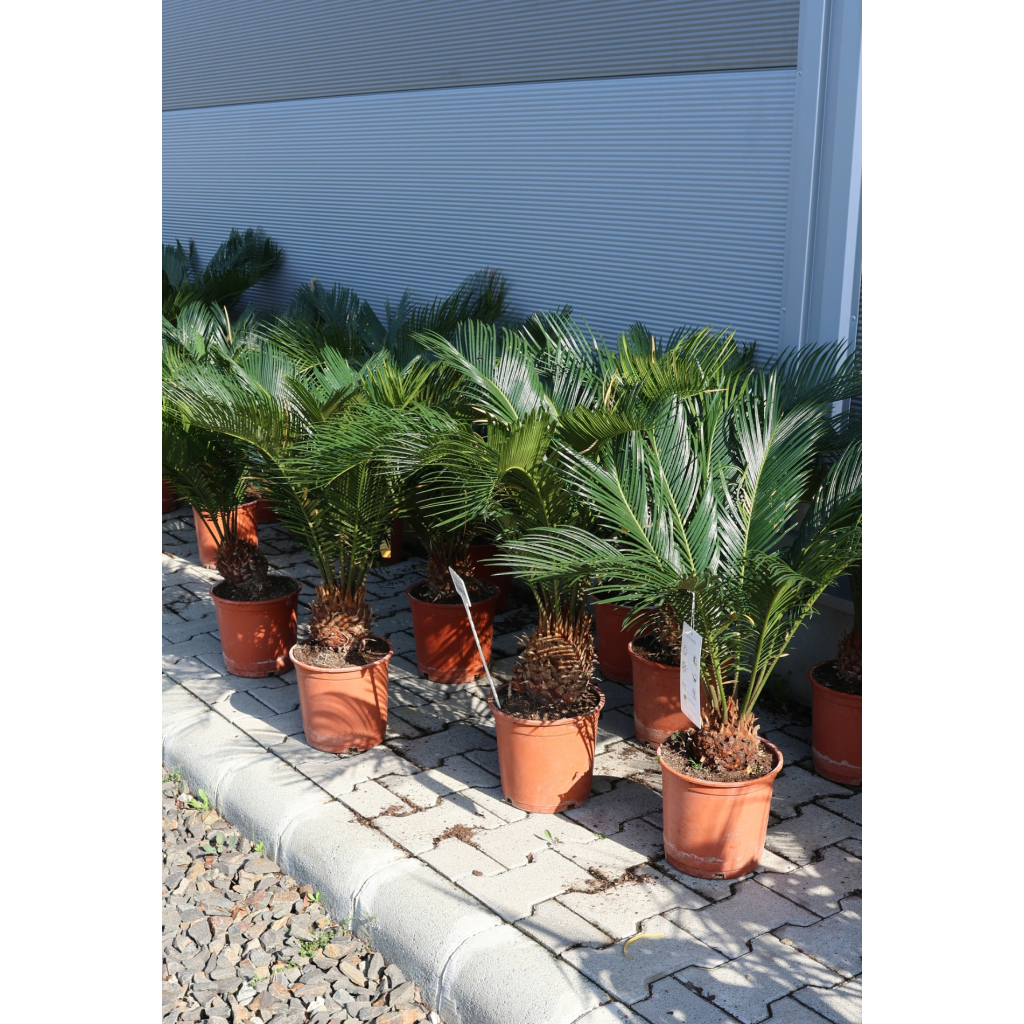 JAPÁN CIKÁSZ 10+ LEVÉL- CYCAS REVOLUTA