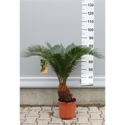 JAPÁN CIKÁSZ 10+ LEVÉL- CYCAS REVOLUTA