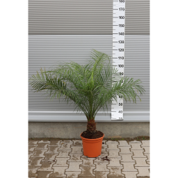 TÖRPE DATOLYAPÁLMA 80-100 CM- PHOENIX ROEBELENII