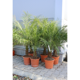 TÖRPE DATOLYAPÁLMA 80-100 CM- PHOENIX ROEBELENII