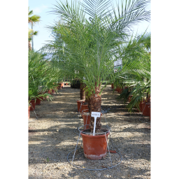 TÖRPE DATOLYAPÁLMA- PHOENIX ROEBELENII