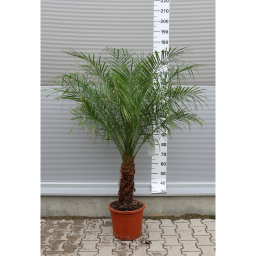 TÖRPE DATOLYAPÁLMA- PHOENIX ROEBELENII