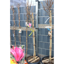 MAGNÓLIA BETTY TÖRZSES 1/2- MAGNOLIA LILIFLORA BETTY