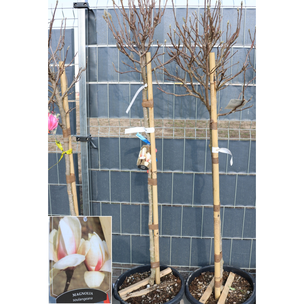MAGNÓLIA SOULANGEANA TÖRZSES 1/2- MAGNOLIA SOULANGEANA