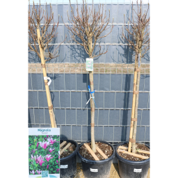 MAGNÓLIA SUSAN TÖRZSES 1/2- MAGNOLIA SUSAN