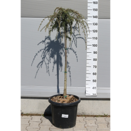 CSÜNGŐ ATLASZ CÉDRUS TÖRZSES 1/2 20L- CEDRUS ATLANTICA GLAUCA PENDULA