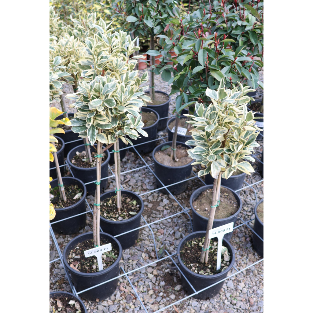 TARKA JAPÁN KECSKERÁGÓ TÖRZSES 1/4- EUONYMUS JAPONICUS BRAVO