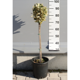 TARKA JAPÁN KECSKERÁGÓ TÖRZSES 1/4- EUONYMUS JAPONICUS BRAVO