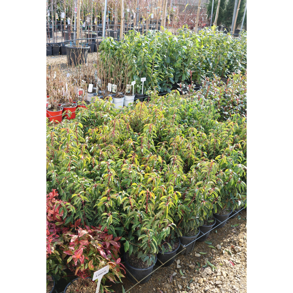 PORTUGÁL BABÉRMEGGY CSERJE 3L- PRUNUS LUSITANICA ANGUSTIFOLIA