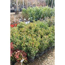 PORTUGÁL BABÉRMEGGY CSERJE 3L- PRUNUS LUSITANICA ANGUSTIFOLIA