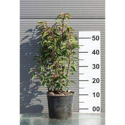 PORTUGÁL BABÉRMEGGY CSERJE 3L- PRUNUS LUSITANICA ANGUSTIFOLIA