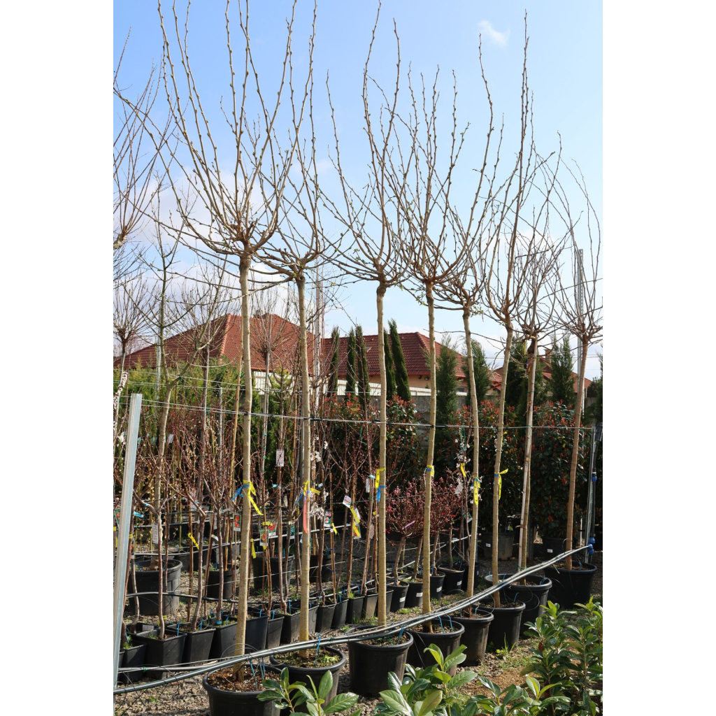 PLATÁNLEVELŰ EPERFA-MORUS PLATANIFOLIA [FRUITLESS] STANDARD C. 10/12