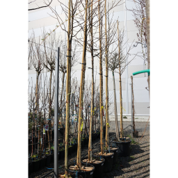 AMERIKAI ÁMBRAFA MAGASTÖRZSŰ- LIQUIDAMBAR STYRACIFLUA C. 8/10