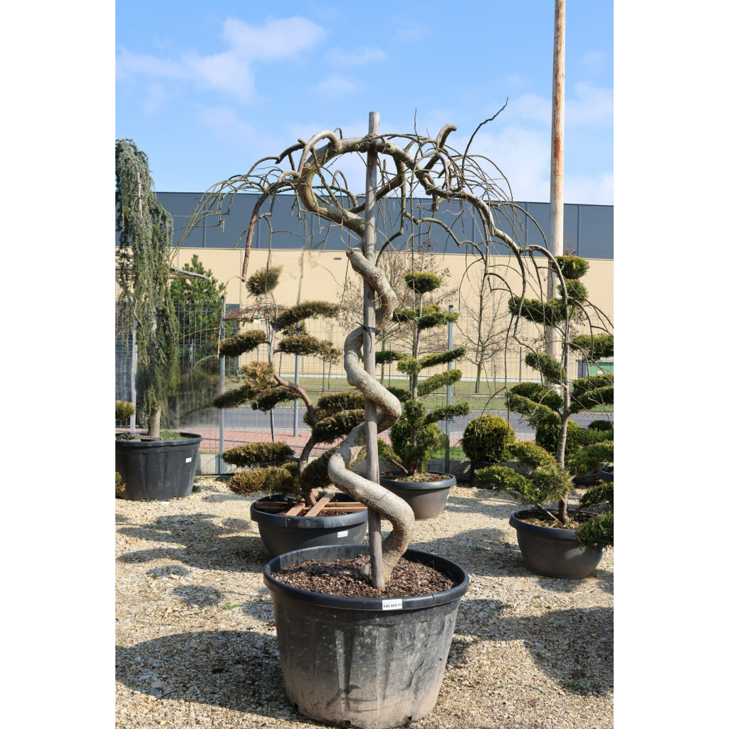 CSÜNGŐ JAPÁNAKÁC BONSAI- SOPHORA JAPONICA PENDULA