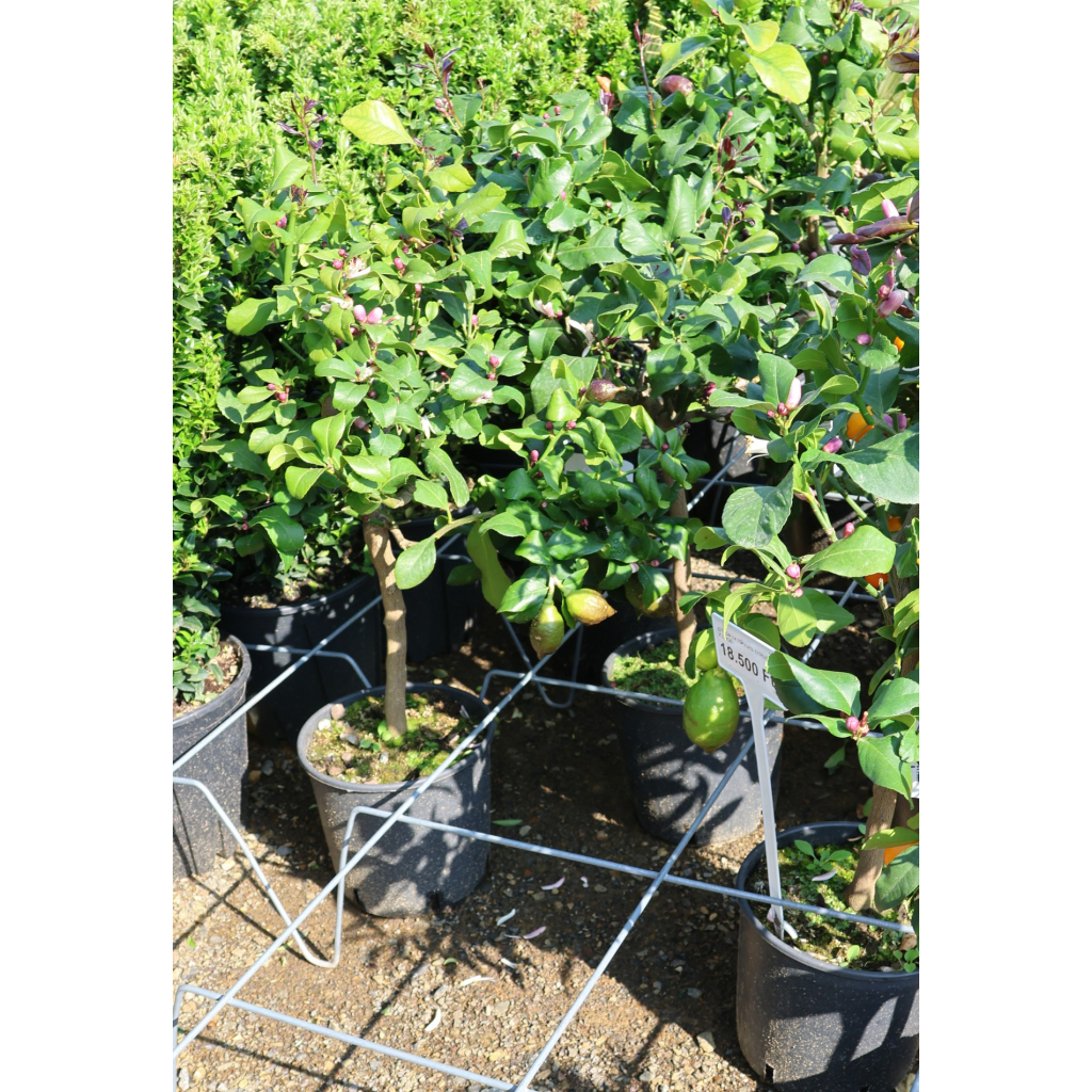 CITROM 1/4 TÖRZSES- CITRUS X LIMON LIMONE