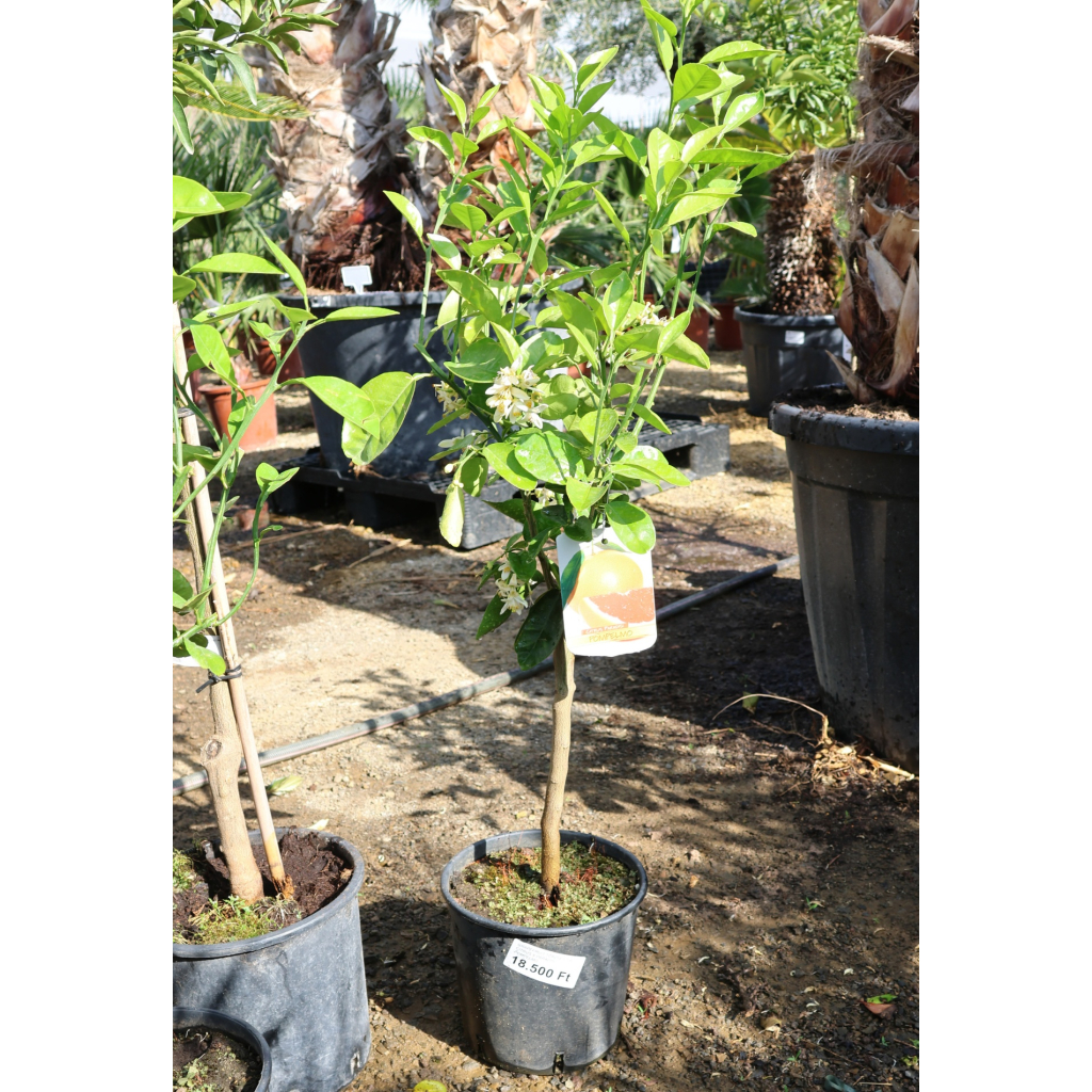 GRAPEFRUIT TÖRZSES 1/4- CITRUS X PARADISI POMPELMO