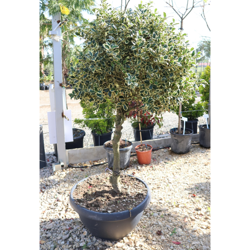 TÖBBTÖRZSES TARKA LEVELŰ MAGYAL "GOMBA"- ILEX AQUIFOLIUM ARGENTEOMARGINATA