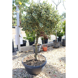 TÖBBTÖRZSES TARKA LEVELŰ MAGYAL "GOMBA"- ILEX AQUIFOLIUM ARGENTEOMARGINATA
