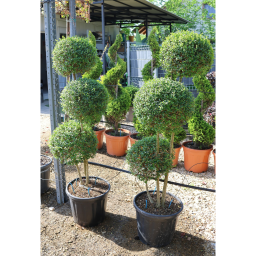 TÖRPE FAGYAL PON PON 3 GÖMB- LIGUSTRUM DELAVAJANUM JONANDRUM