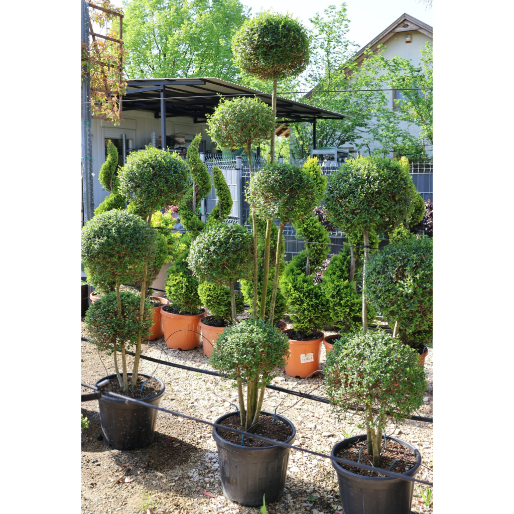 TÖRPE FAGYAL PON PON 5 GÖMB- LIGUSTRUM DELAVAJANUM JONANDRUM