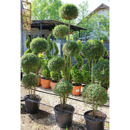 TÖRPE FAGYAL PON PON 5 GÖMB- LIGUSTRUM DELAVAJANUM JONANDRUM