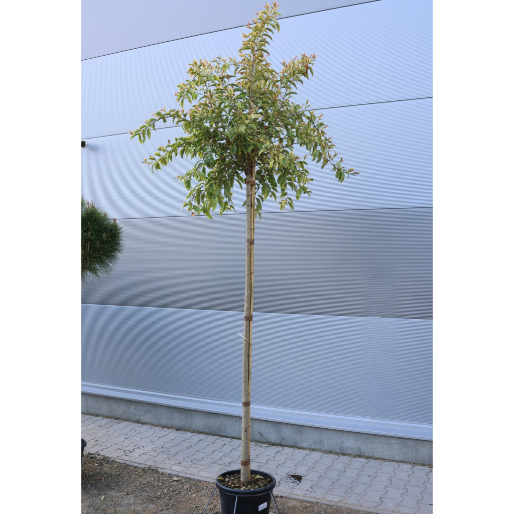 TARKA JAPÁN FAGYAL FA- LIGUSTRUM JAPONICUM EXCELSIUM SUPERBUM