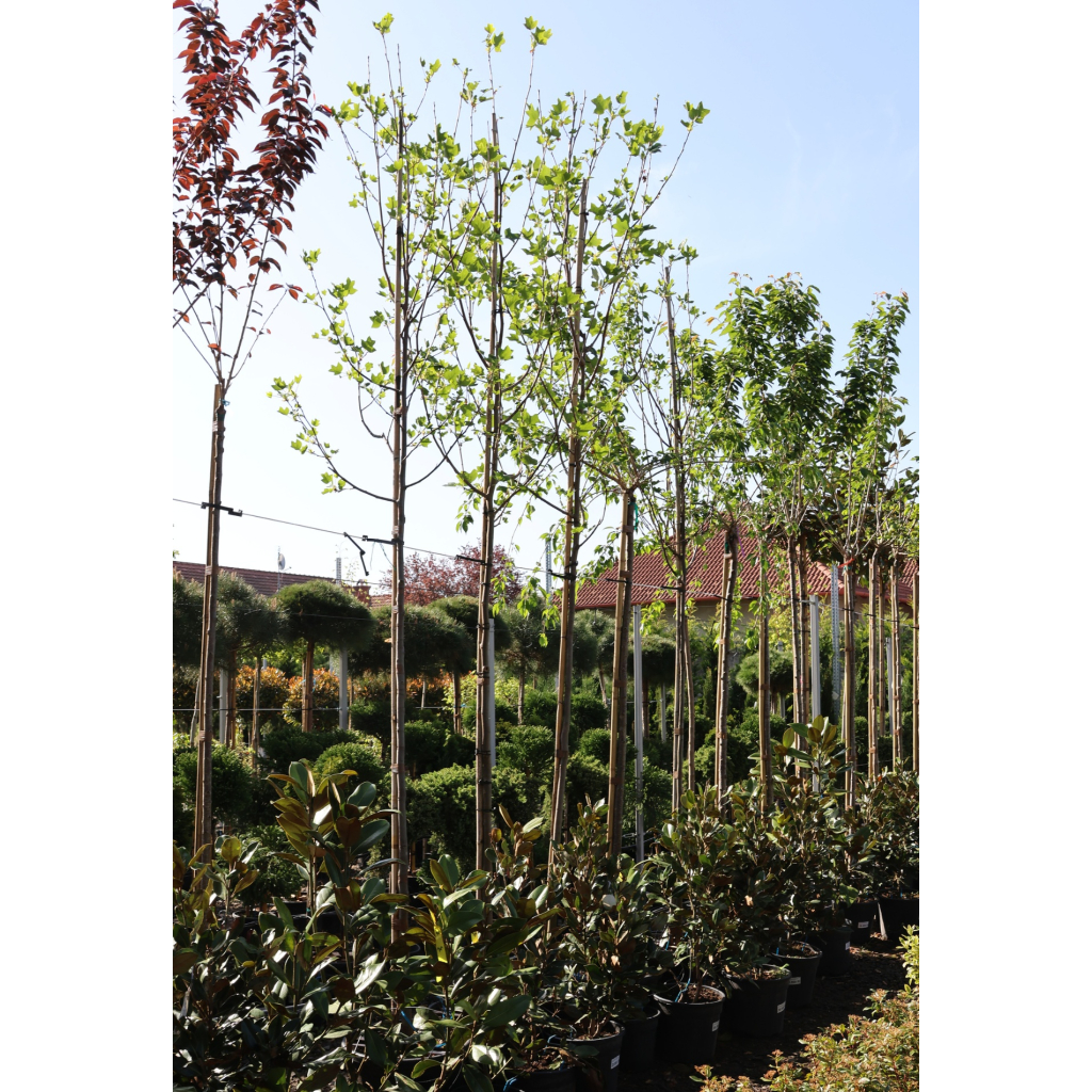 TULIPÁNFA C.8/10- LIRIODENDRON TULIPIFERA