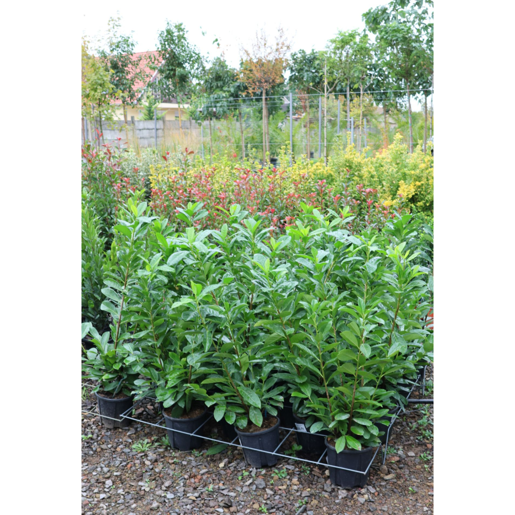 BABÉRMEGGY CSERJE 3L-PRUNUS LAUROCERASUS NOVITA
