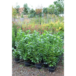 BABÉRMEGGY CSERJE 3L-PRUNUS LAUROCERASUS NOVITA