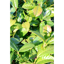 BABÉRMEGGY CSERJE 3L-PRUNUS LAUROCERASUS NOVITA