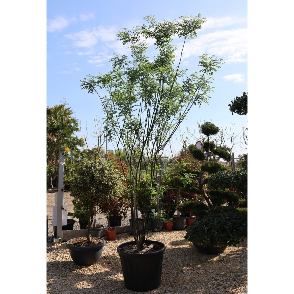 JAPÁNAKÁC TÖBBTÖRZSES- SOPHORA JAPONICA