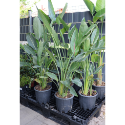 PAPAGÁJVIRÁG REGINAE- STRELITZIA REGINAE