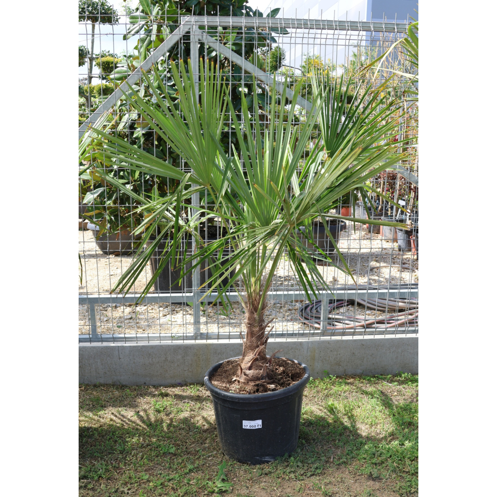 KÍNAI KENDERPÁLMA 30 CM-ES TÖRZS- TRACHYCARPUS FORTUNEI