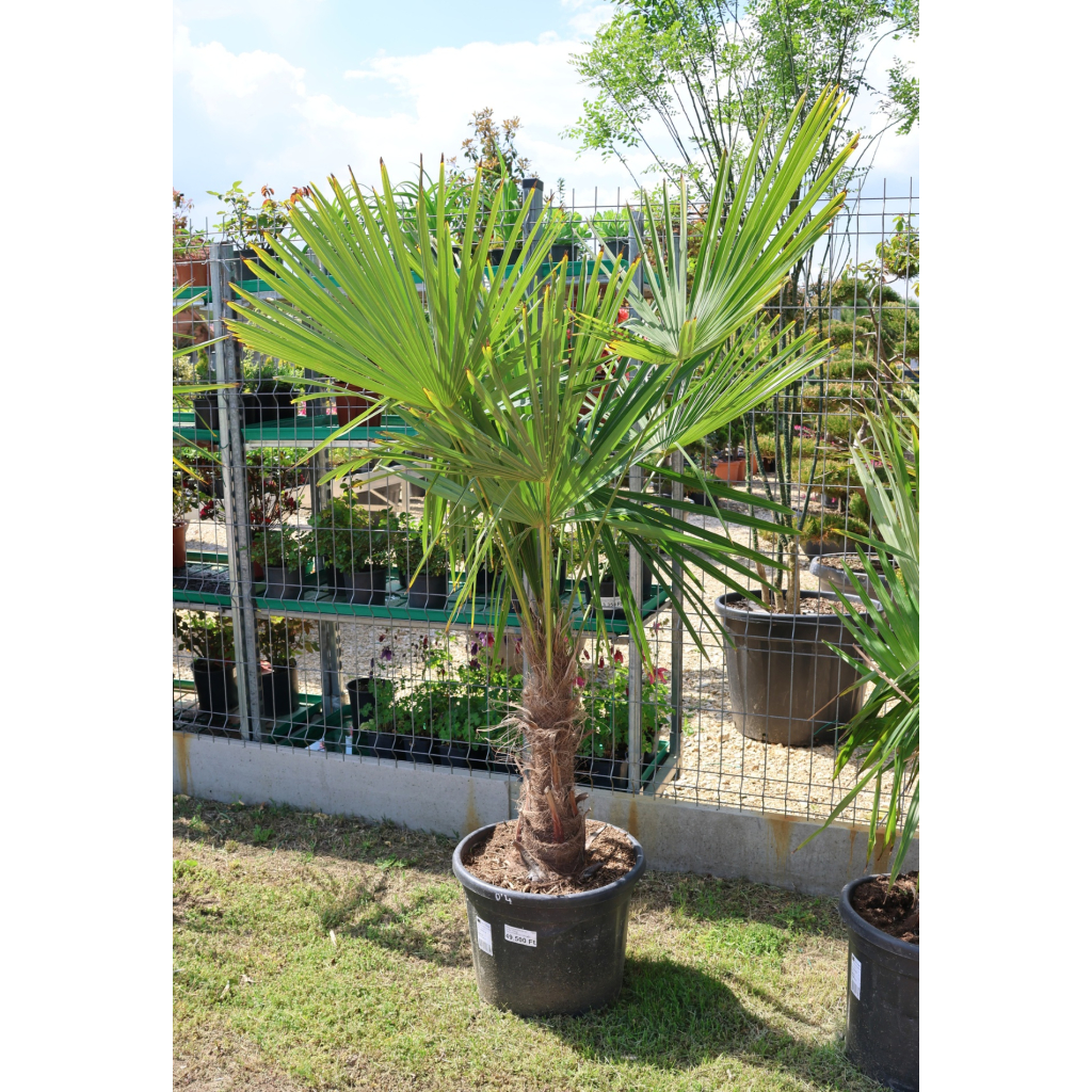 KÍNAI KENDERPÁLMA 40 CM-ES TÖRZS- TRACHYCARPUS FORTUNEI