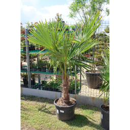 KÍNAI KENDERPÁLMA 40 CM-ES TÖRZS- TRACHYCARPUS FORTUNEI