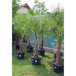 KÍNAI KENDERPÁLMA 50 CM-ES TÖRZS- TRACHYCARPUS FORTUNEI