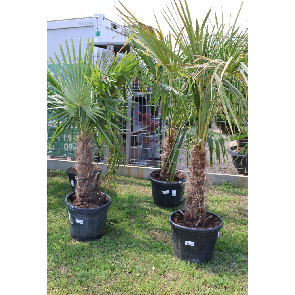 KÍNAI KENDERPÁLMA 60 CM-ES TÖRZS- TRACHYCARPUS FORTUNEI
