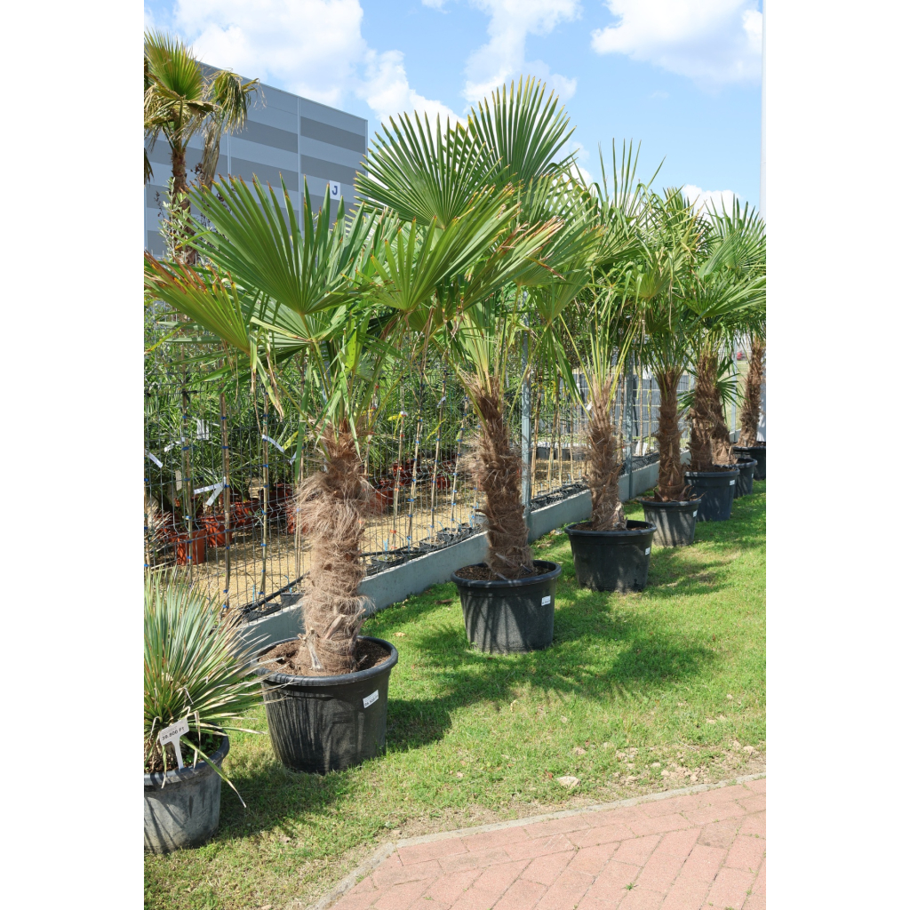 KÍNAI KENDERPÁLMA 70 CM-ES TÖRZS- TRACHYCARPUS FORTUNEI