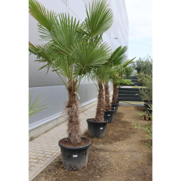 KÍNAI KENDERPÁLMA 80 CM-ES TÖRZS- TRACHYCARPUS FORTUNEI