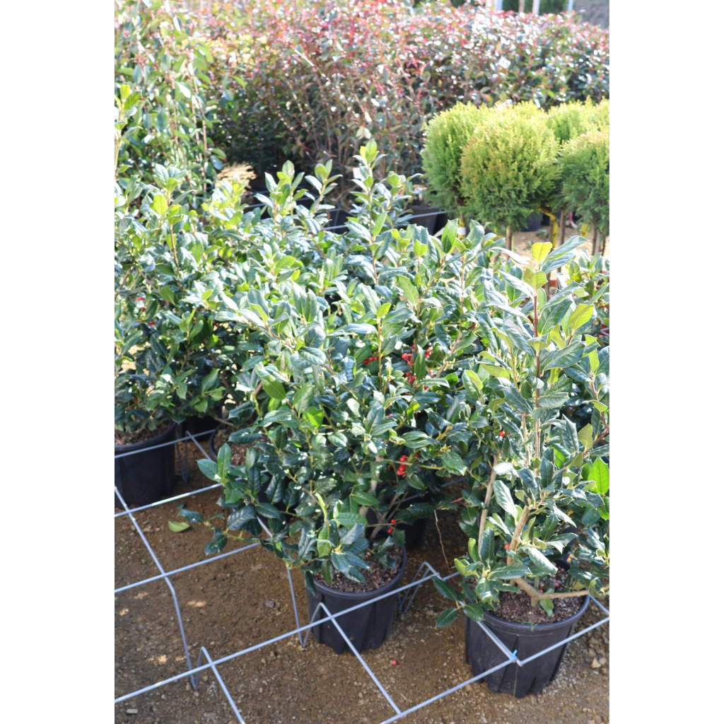 MAGYAL NELLIE R.STEVENS CSERJE 9L-ILEX MUTCHAGARA NELLIE R.STEVENS