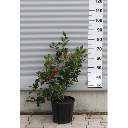 MAGYAL NELLIE R.STEVENS CSERJE 9L-ILEX MUTCHAGARA NELLIE R.STEVENS