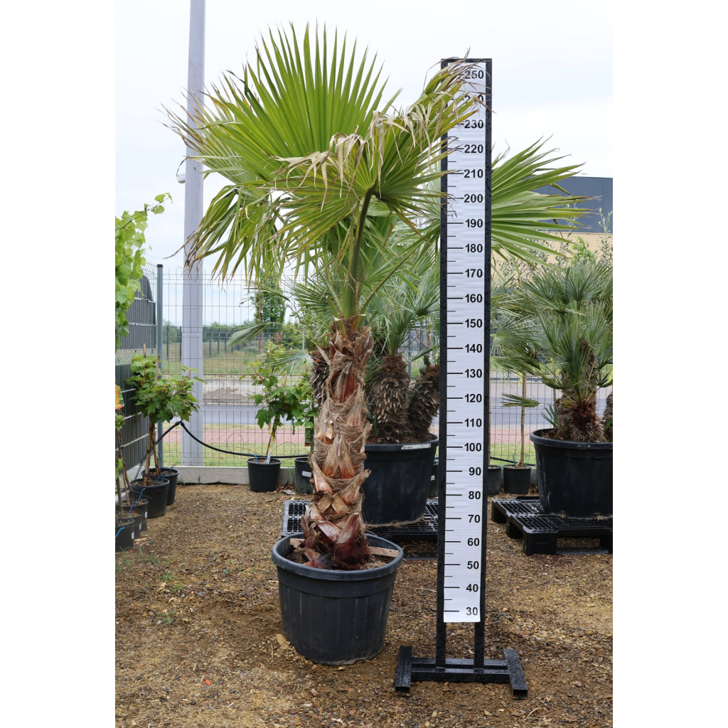 MEXIKÓI WASHINGTON PÁLMA 110 CM-ES TÖRZS- WASHINGTONIA ROBUSTA