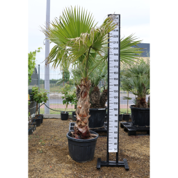 MEXIKÓI WASHINGTON PÁLMA 110 CM-ES TÖRZS- WASHINGTONIA ROBUSTA